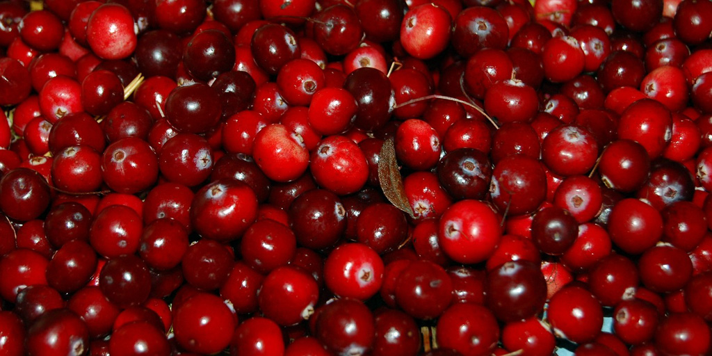 buah cranberries