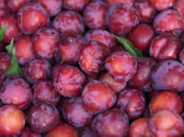 buah plum